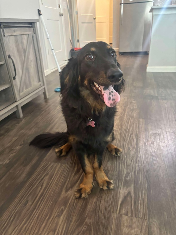 Nova