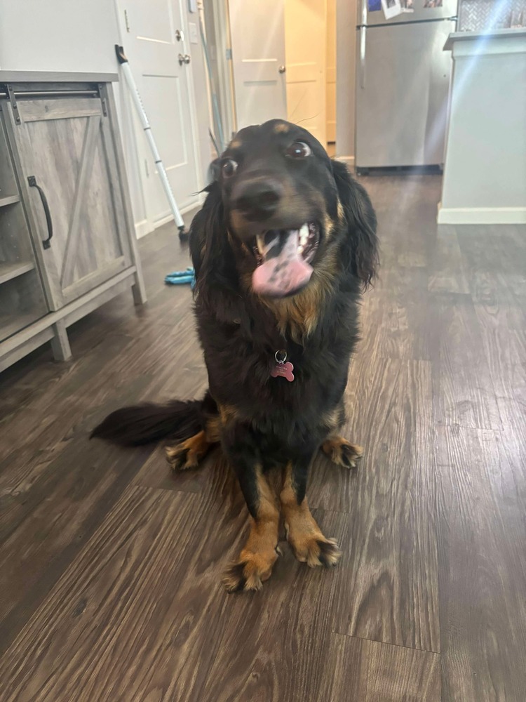 Nova