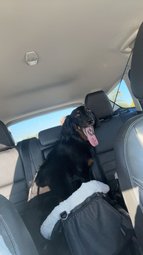 Nova