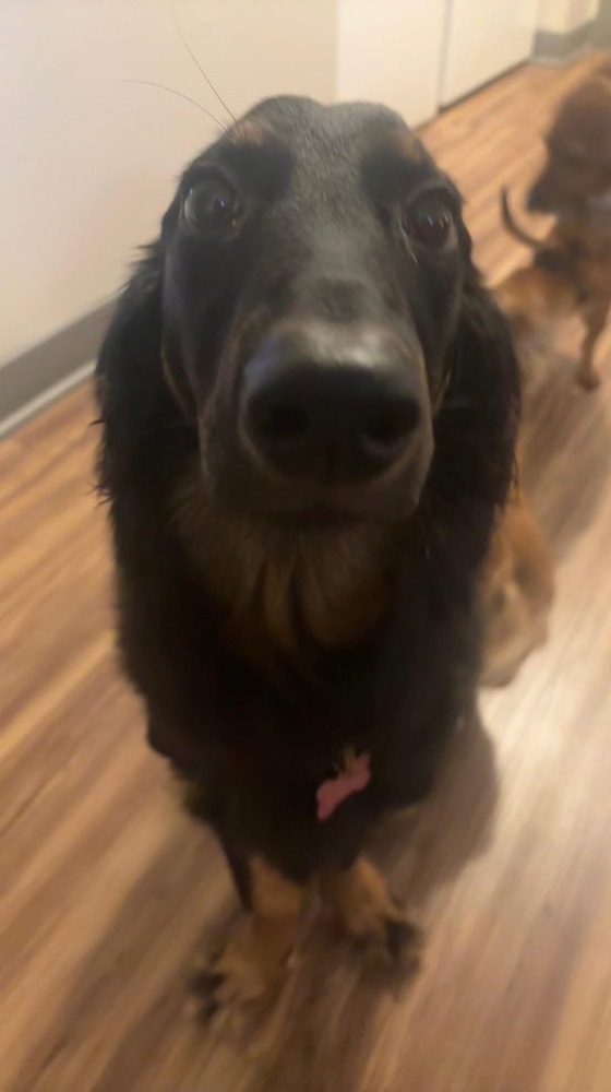 Nova