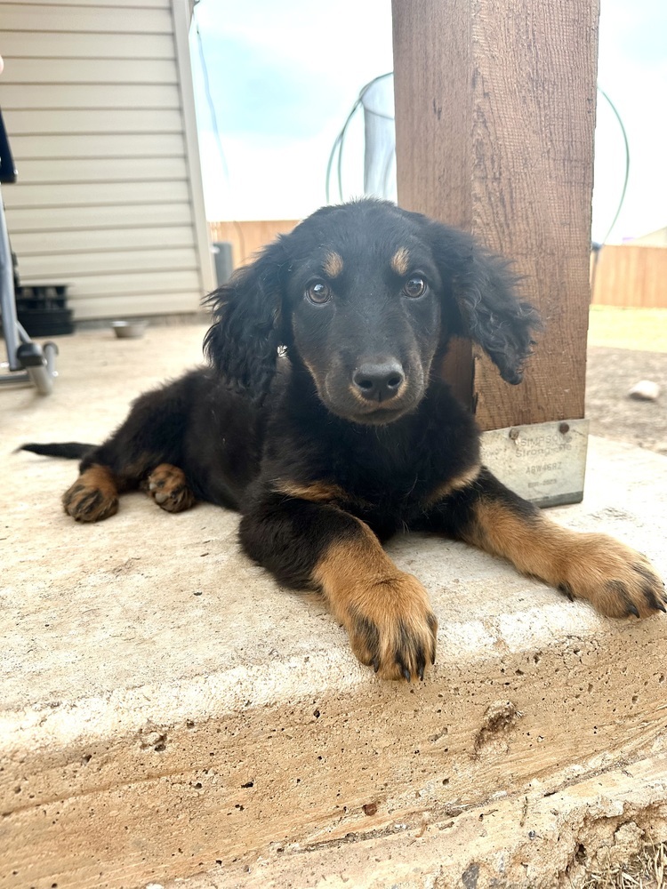 Nova