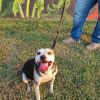 Mr. Pickles photo 1