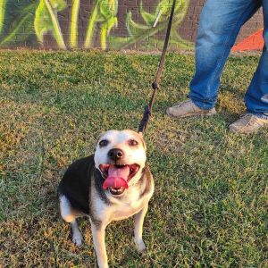 Mr. Pickles, Senior Male unknown
