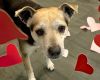 Mr. Pickles photo 4