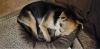 Mr. Pickles photo 5