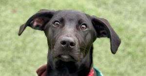 Topaz, Young Male German Shorthaired Pointer