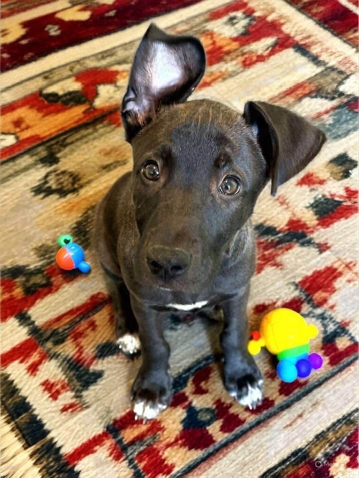 Nigel