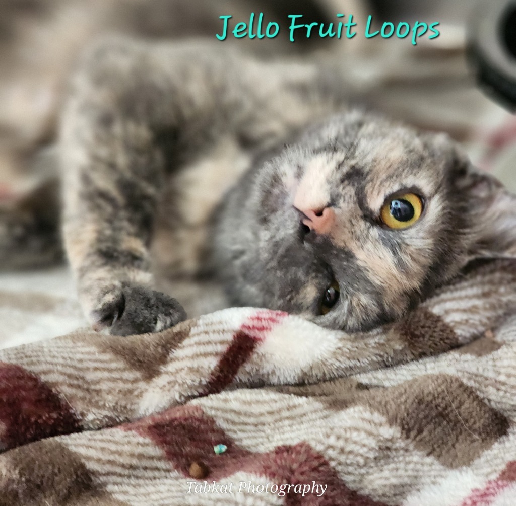 Jello Fruit Loops