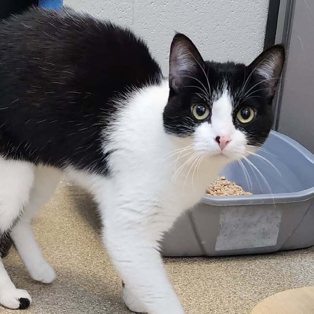 Glameow
