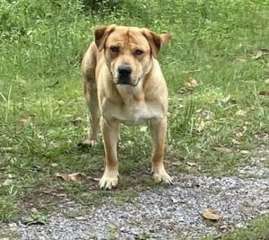 Stimpy, Adult Male unknown