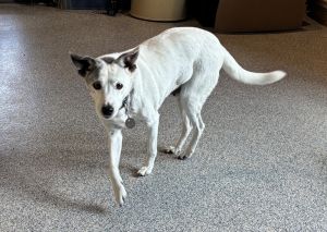 Daisy, Senior Female unknown