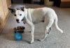 Daisy photo 2