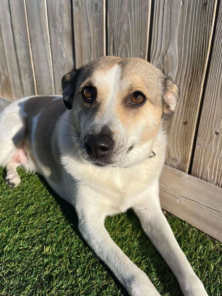 Olive, an adoptable Shetland Sheepdog / Sheltie, Pomeranian in Halifax, NS, B3J 3A5 | Photo Image 1