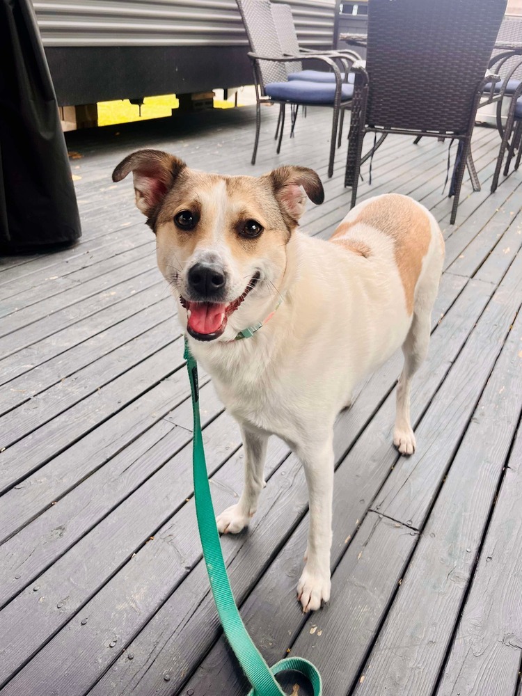 Olive, an adoptable Shetland Sheepdog / Sheltie, Pomeranian in Halifax, NS, B3J 3A5 | Photo Image 2