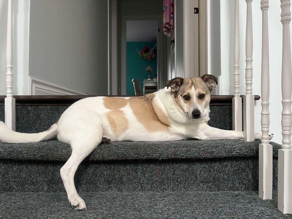 Olive, an adoptable Shetland Sheepdog / Sheltie, Pomeranian in Halifax, NS, B3J 3A5 | Photo Image 3