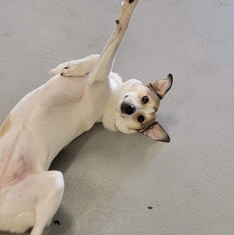 Olive, an adoptable Shetland Sheepdog / Sheltie, Pomeranian in Halifax, NS, B3J 3A5 | Photo Image 4