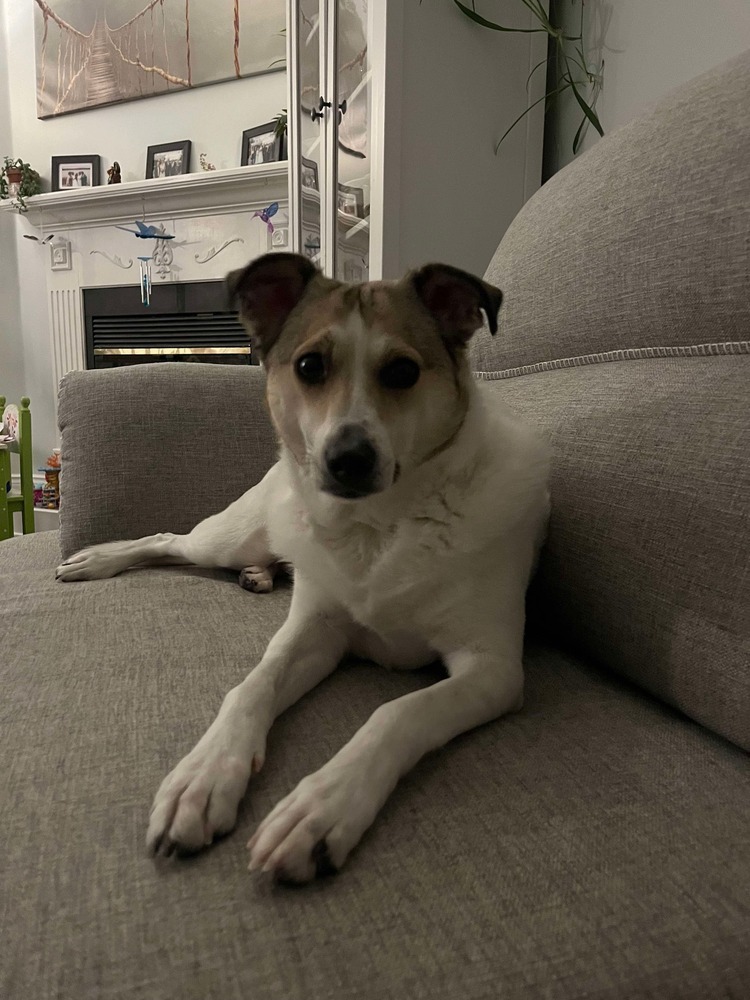 Olive, an adoptable Shetland Sheepdog / Sheltie, Pomeranian in Halifax, NS, B3J 3A5 | Photo Image 5