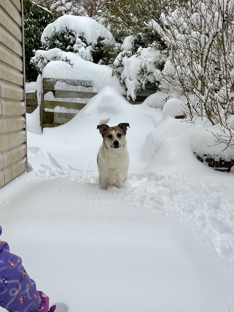 Olive, an adoptable Shetland Sheepdog / Sheltie, Pomeranian in Halifax, NS, B3J 3A5 | Photo Image 6