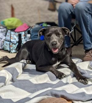 Luna, Adult Female Blue Lacy