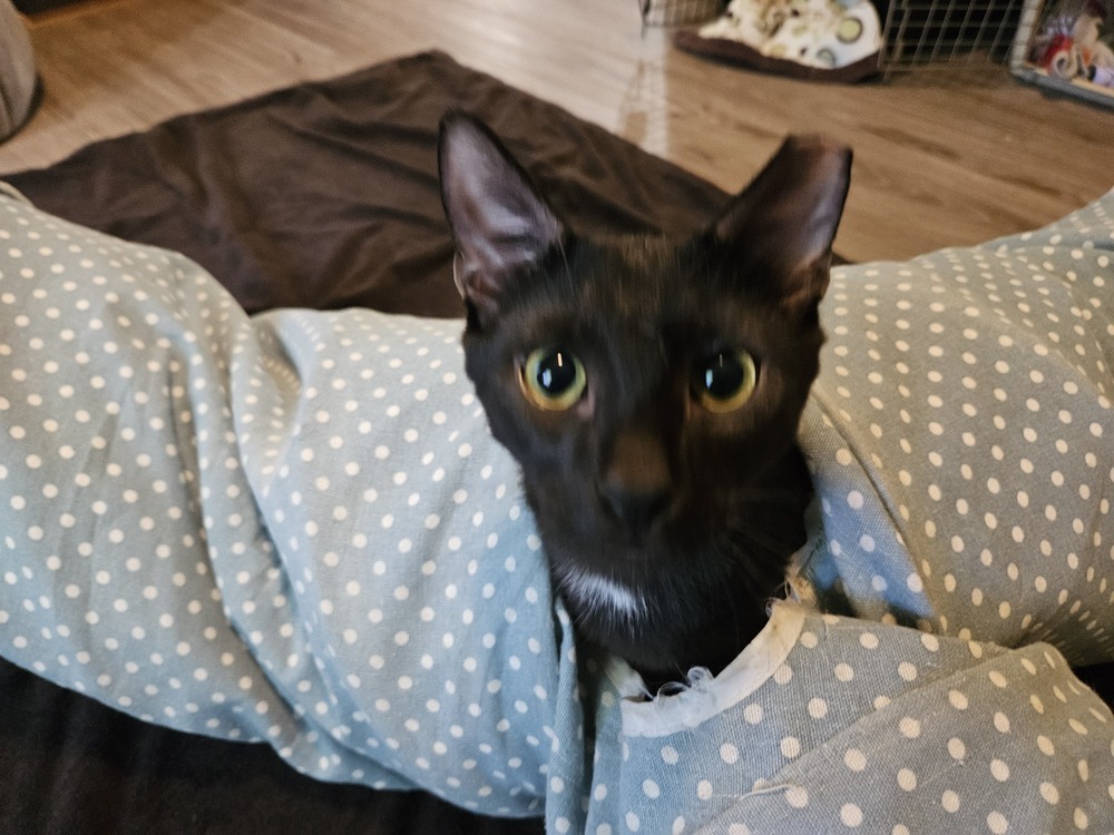 Salem