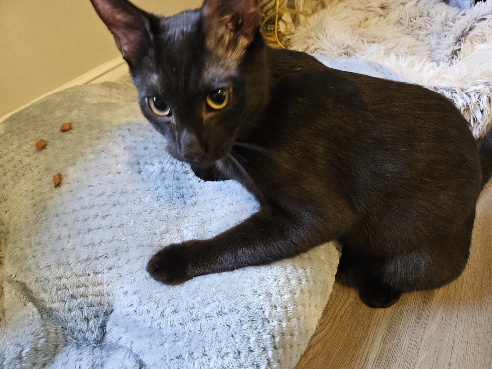 Salem