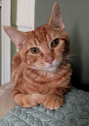 Fanta, Young Male unknown