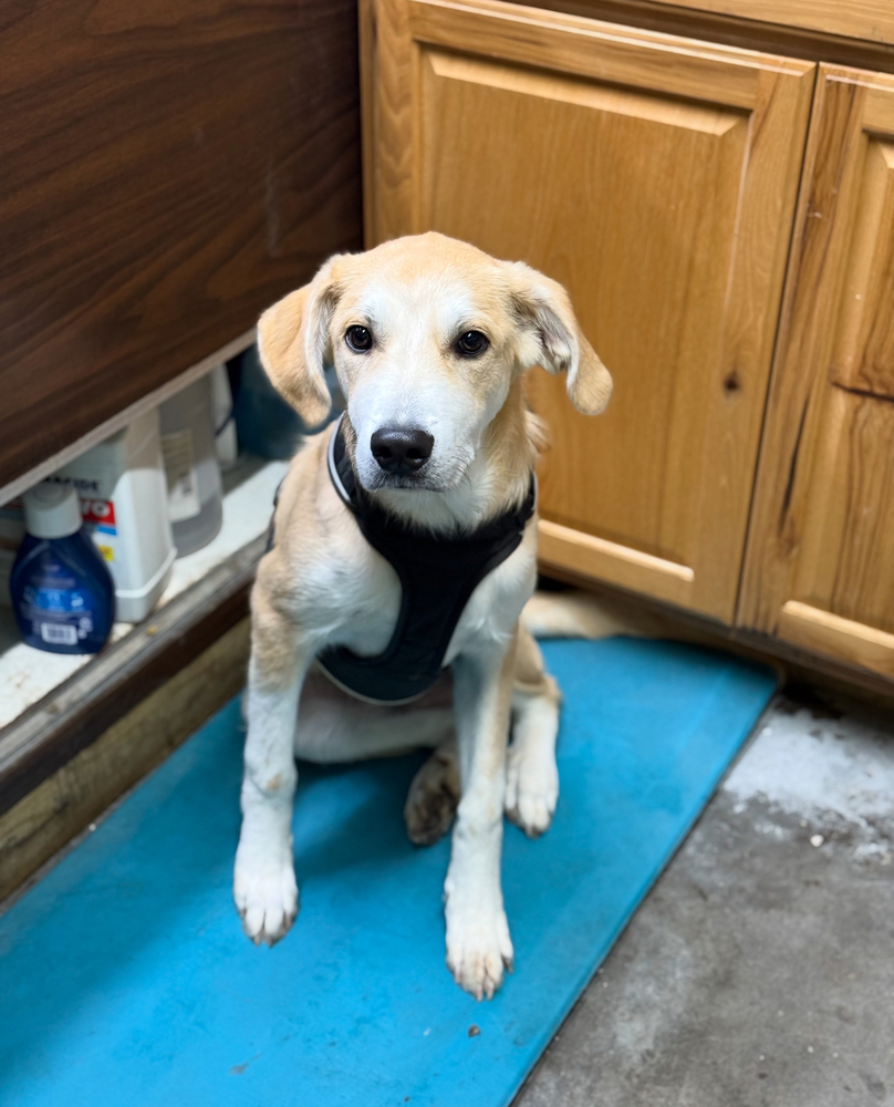 Gus