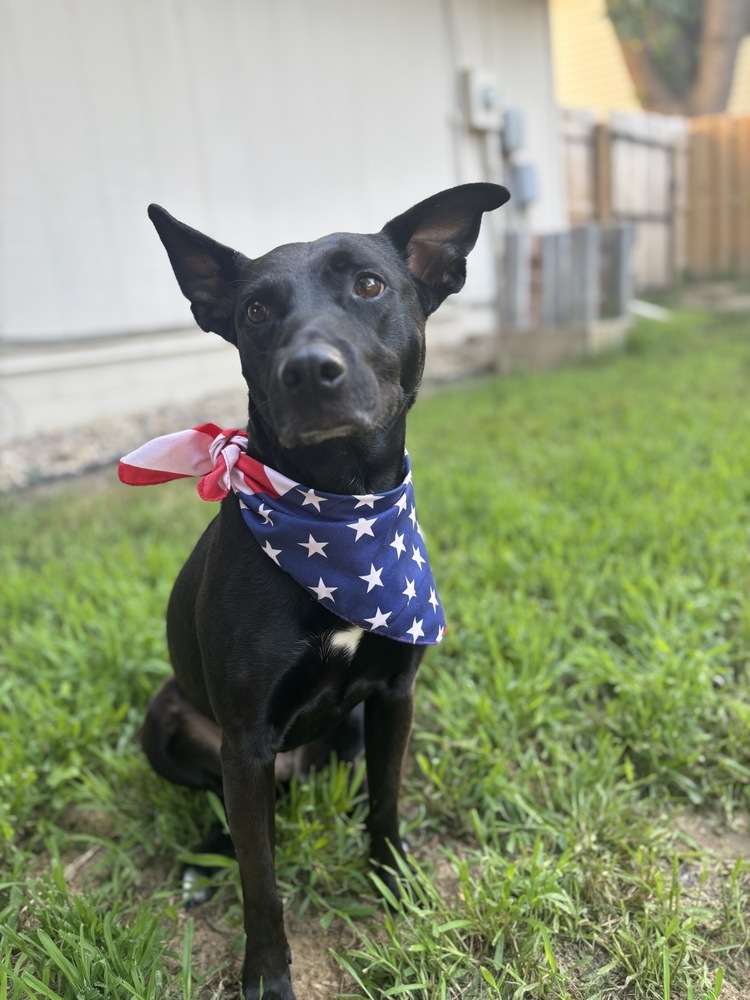 Dani (Fostered in Omaha)
