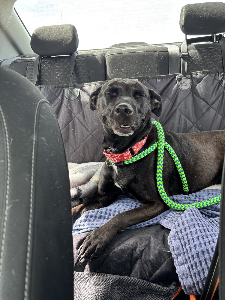 Dani (Fostered in Omaha)