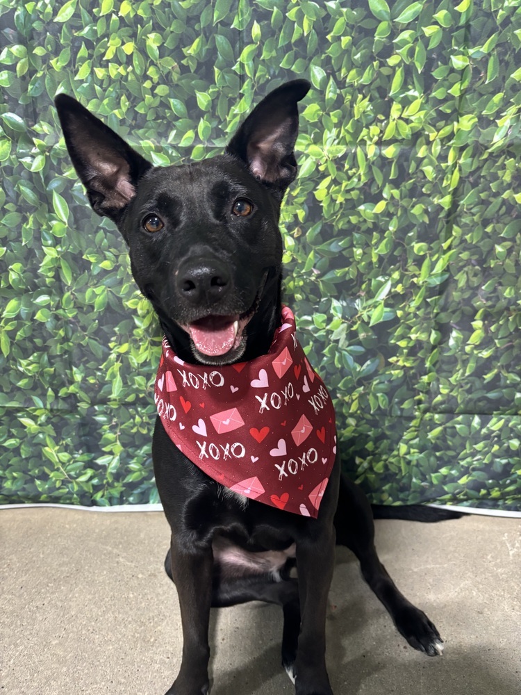 Dani (Fostered in Omaha)