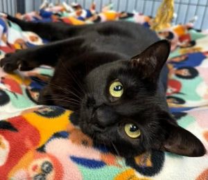 Salem