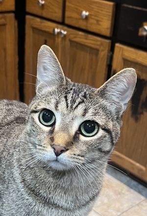 Gnocchi, Young Male unknown