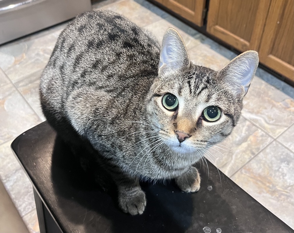 Gnocchi