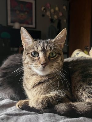 Tortellini, Young Female unknown