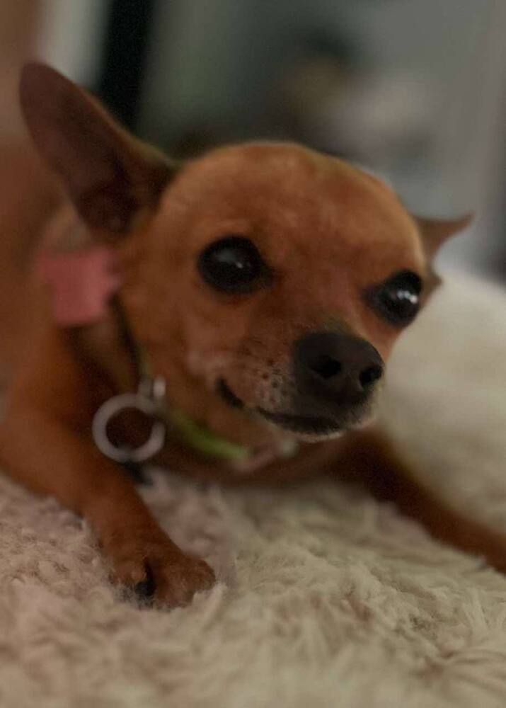 Bell