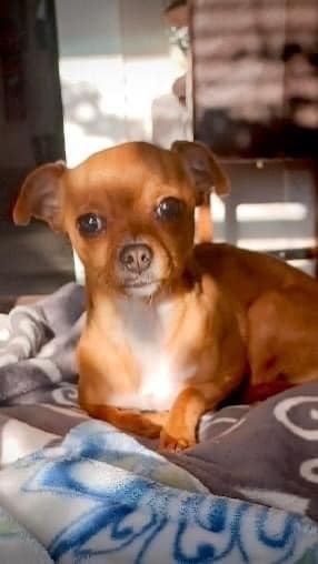 Peanut