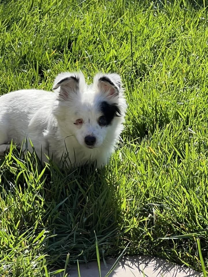 Daisy