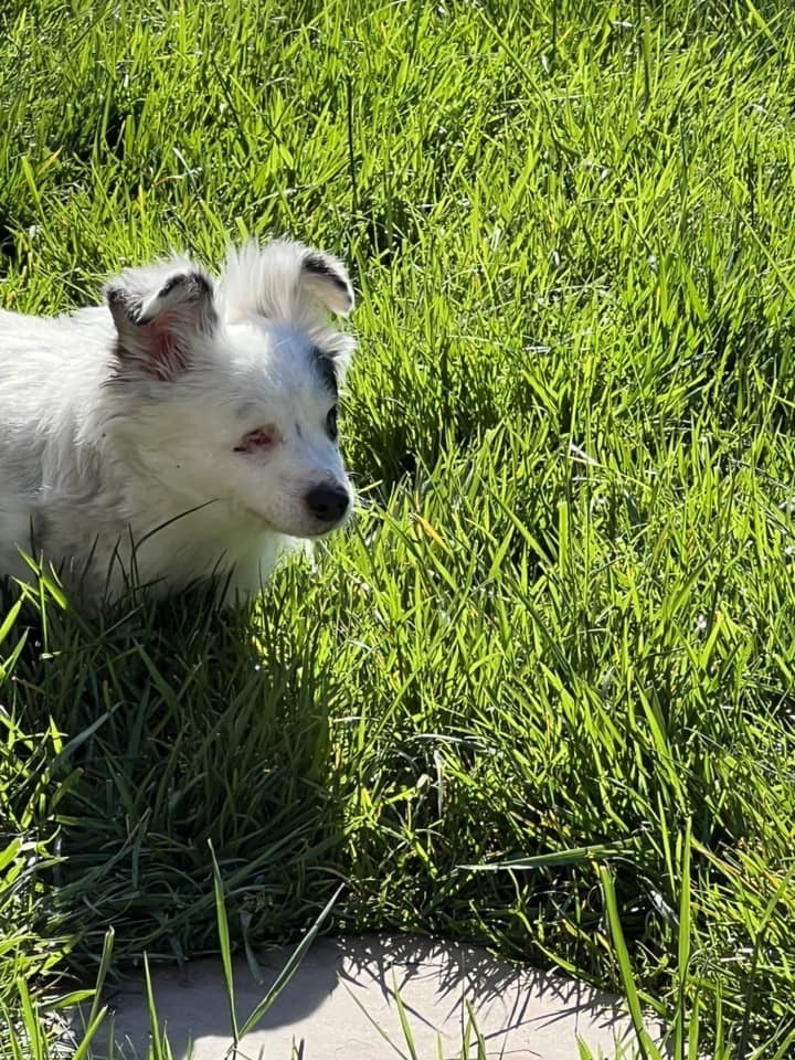 Daisy