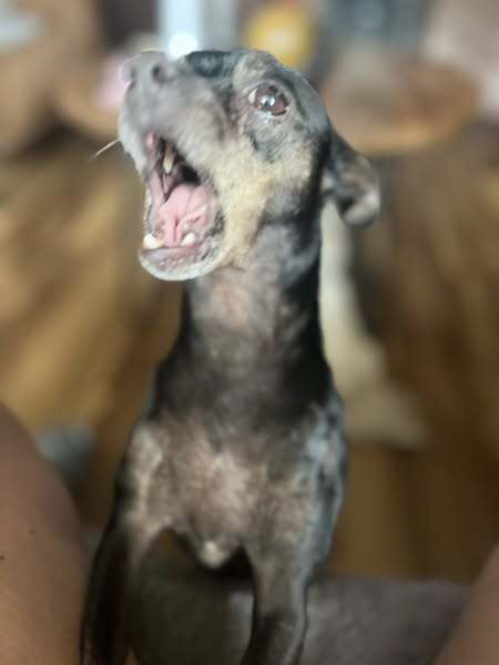 Tito