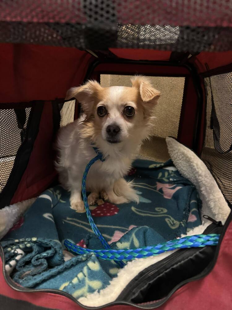 Dewey