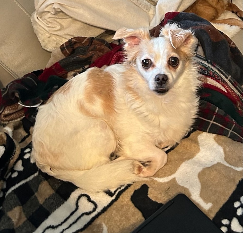 Dewey