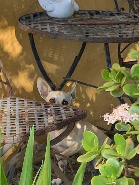 Trixie (Chihuahua)