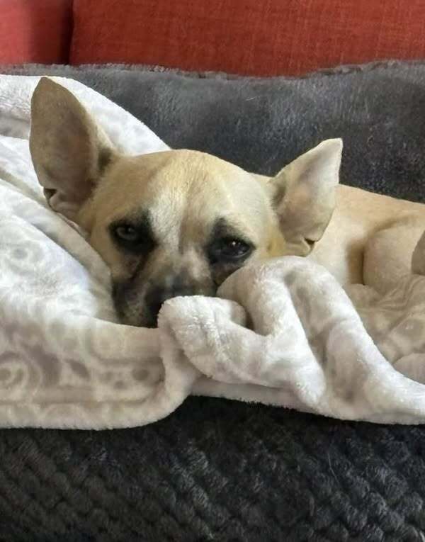 Trixie (Chihuahua)