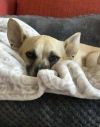 Trixie (Chihuahua) photo 2
