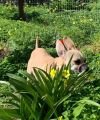 Trixie (Chihuahua) photo 3