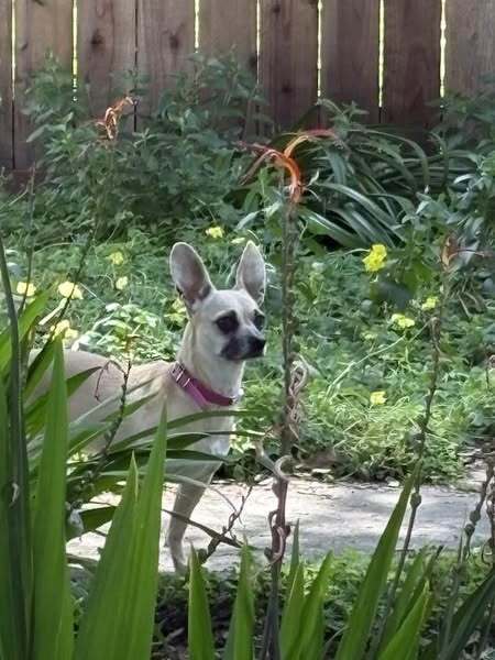 Trixie (Chihuahua)