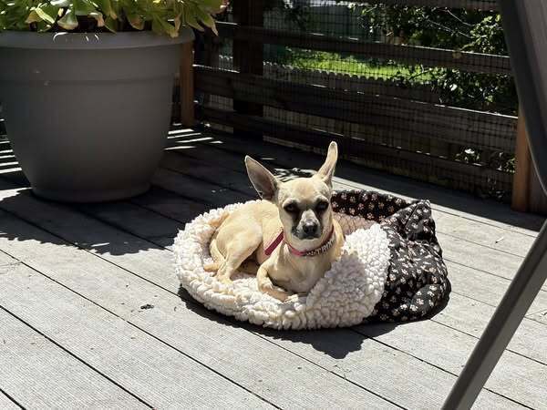 Trixie (Chihuahua)