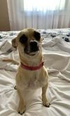 Trixie (Chihuahua) photo 6