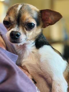 Harvey, Adult Male Chihuahua