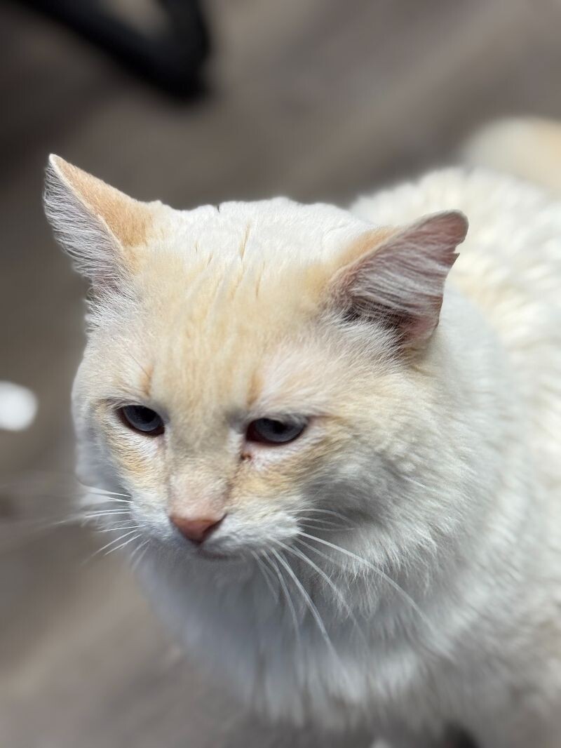 Sid